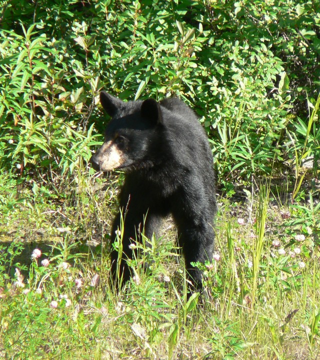 rencontre ours